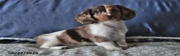 Miniature Dachshund dogs for sale: Cooper - Ad 3