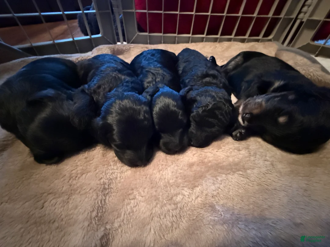 Mini Goldendoodle dogs for sale: Mini Goldendoodle Puppy 2 - Ad 3