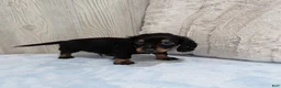 Miniature Dachshund dogs for sale: Pepper - Ad 3