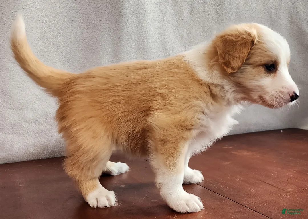 English Shepherd dogs for sale: Mo - Ad 11