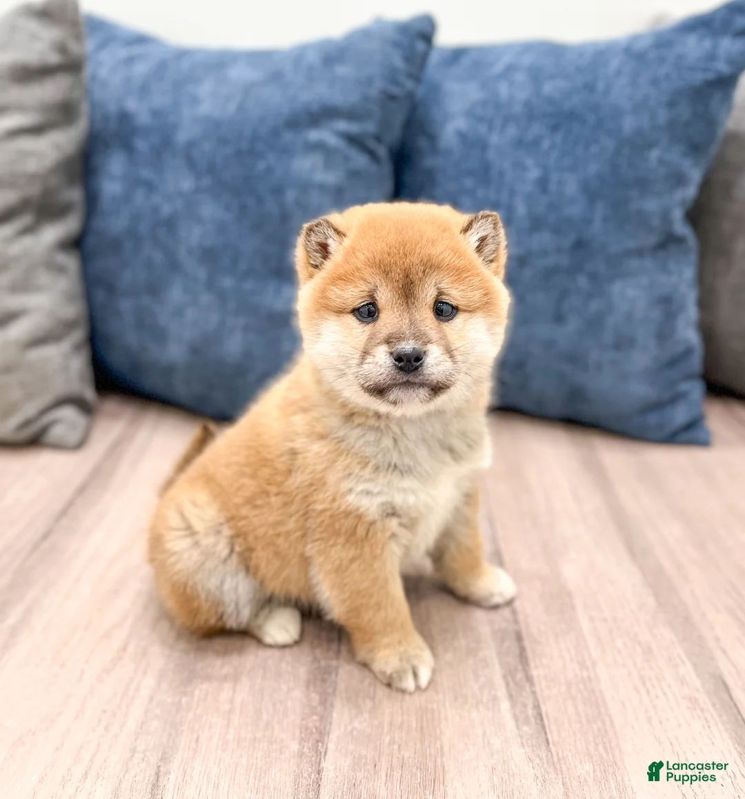 Shiba Inu dogs for sale: Logan - Ad 3