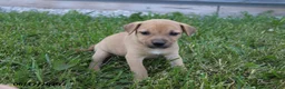 Mixed Breed dogs for sale: Daisy - Ad 3