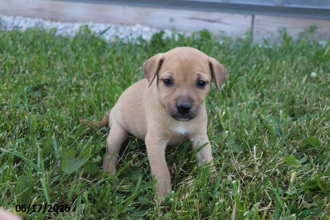 Mixed Breed dogs for sale: Daisy - Ad 3