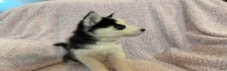 Siberian Husky dogs for sale: Princess Nox - Ad 9