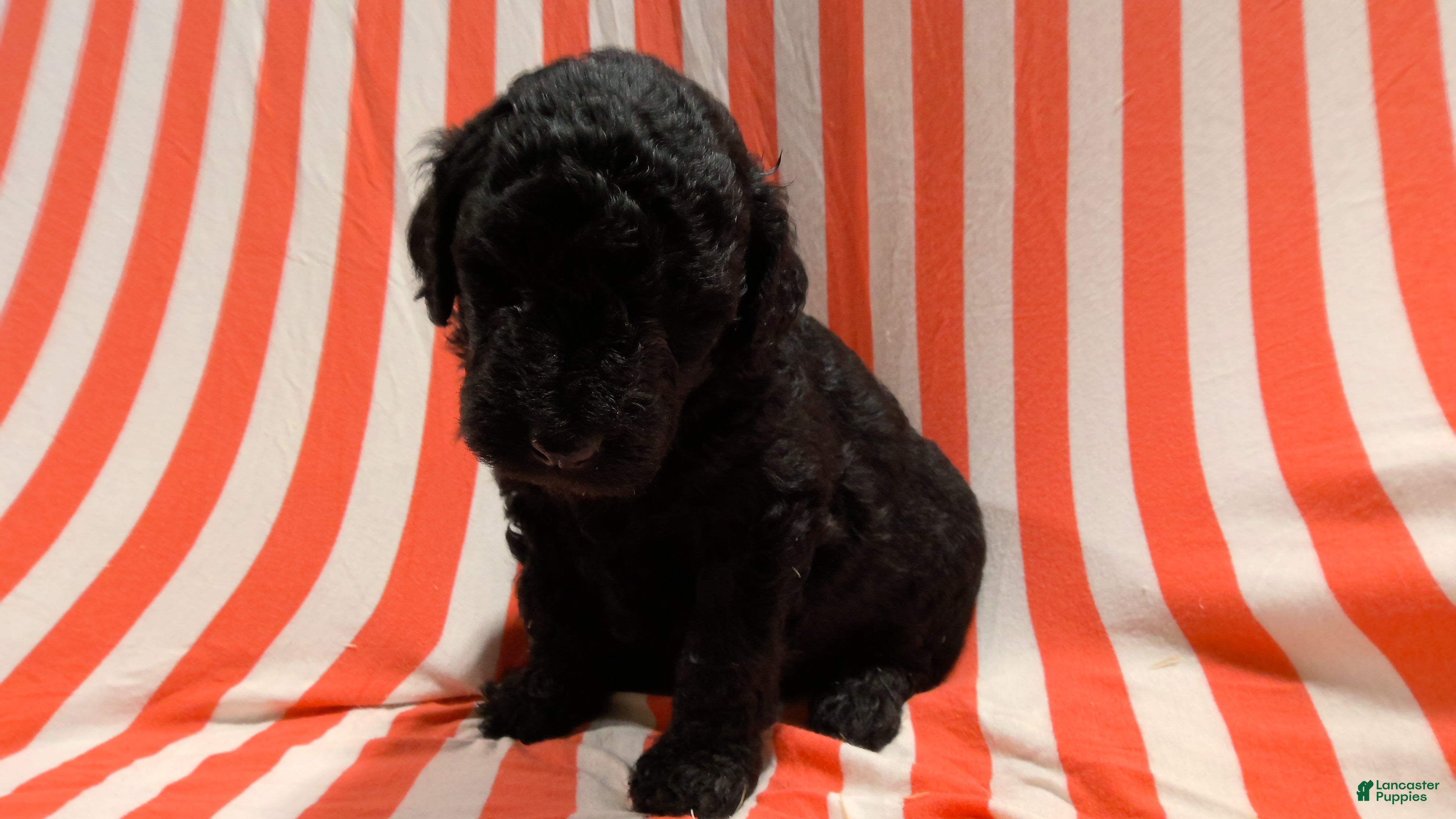 Mini Goldendoodle dogs Marcy - Ad 2