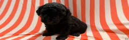 Mini Goldendoodle dogs for sale: Marcy - Ad 7