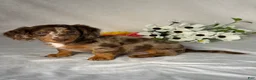 Miniature Dachshund dogs for sale: Danny - Ad 3