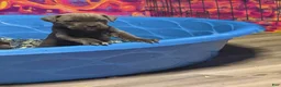 Cane Corso dogs for sale: Cane Corso 2 females  - Ad 1