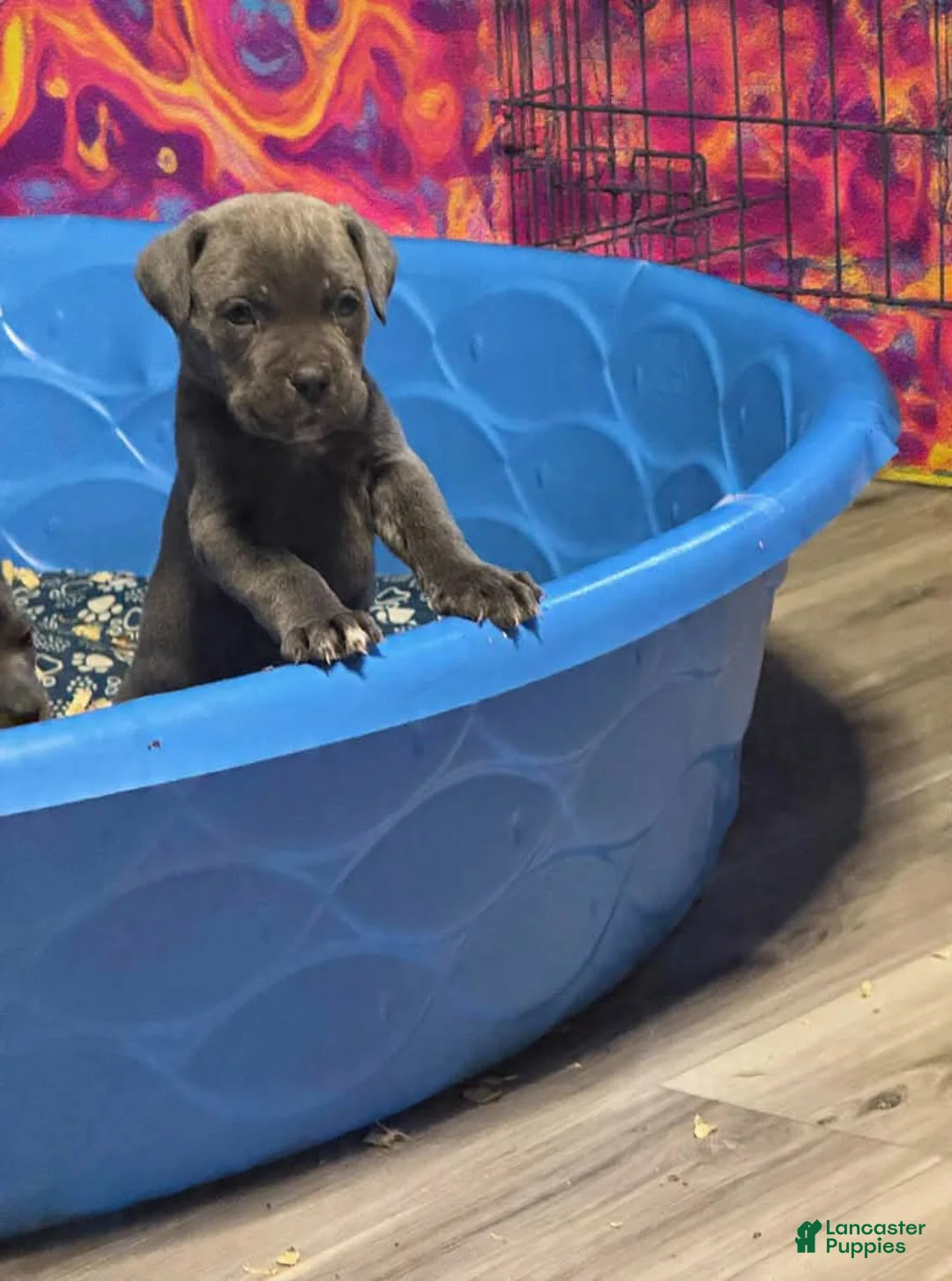 Cane Corso dogs for sale: Cane Corso 2 females  - Ad 1