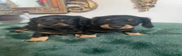 Dachshund dogs for sale: Dachshund 2 - Ad 13