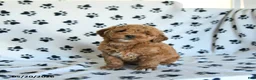 Mini Goldendoodle dogs for sale: Ruby - Ad 2