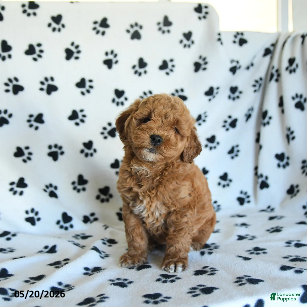Mini Goldendoodle dogs for sale: Ruby - Ad 2