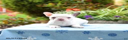 Frenchton dogs for sale: Jenny - Ad 3