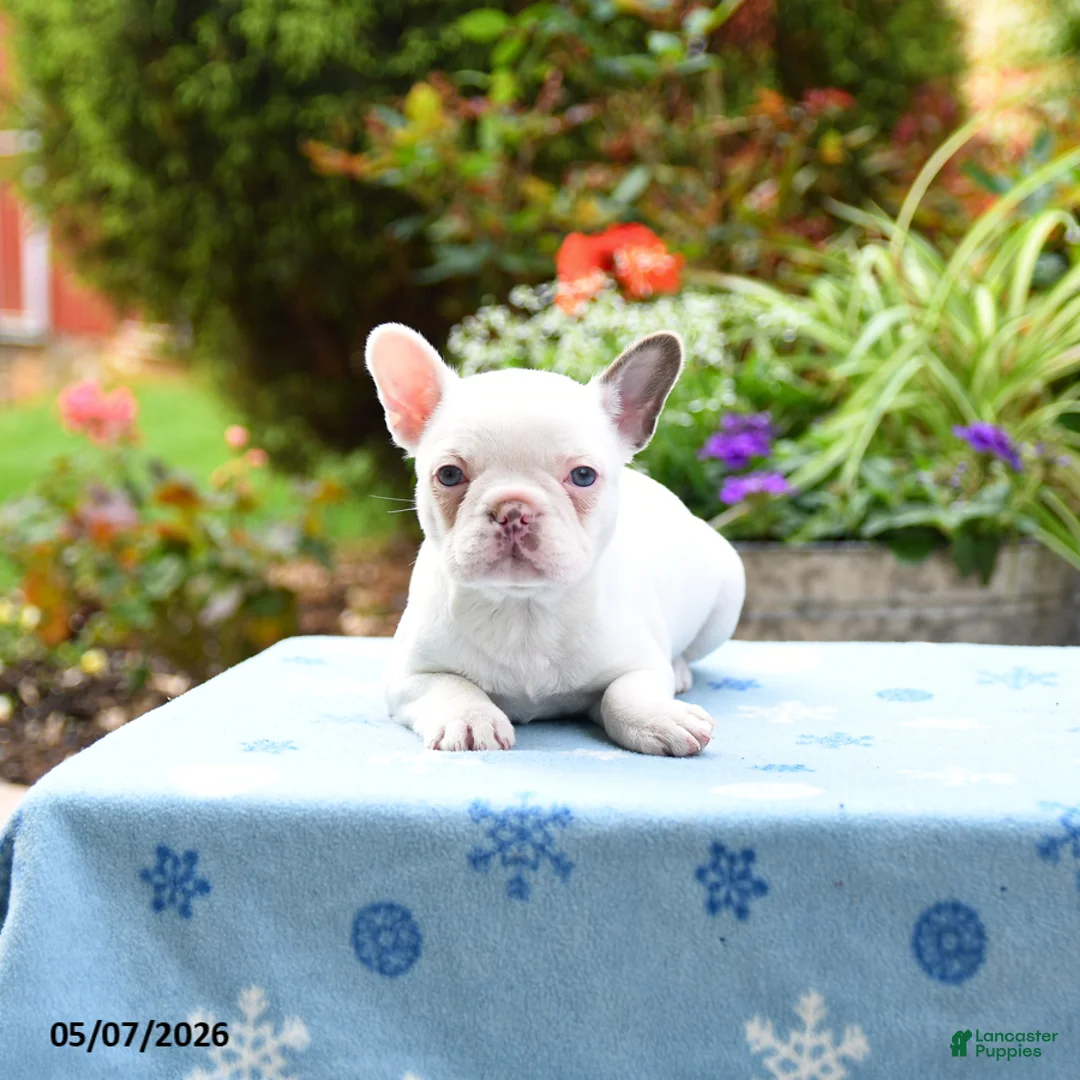 Frenchton dogs for sale: Jenny - Ad 3