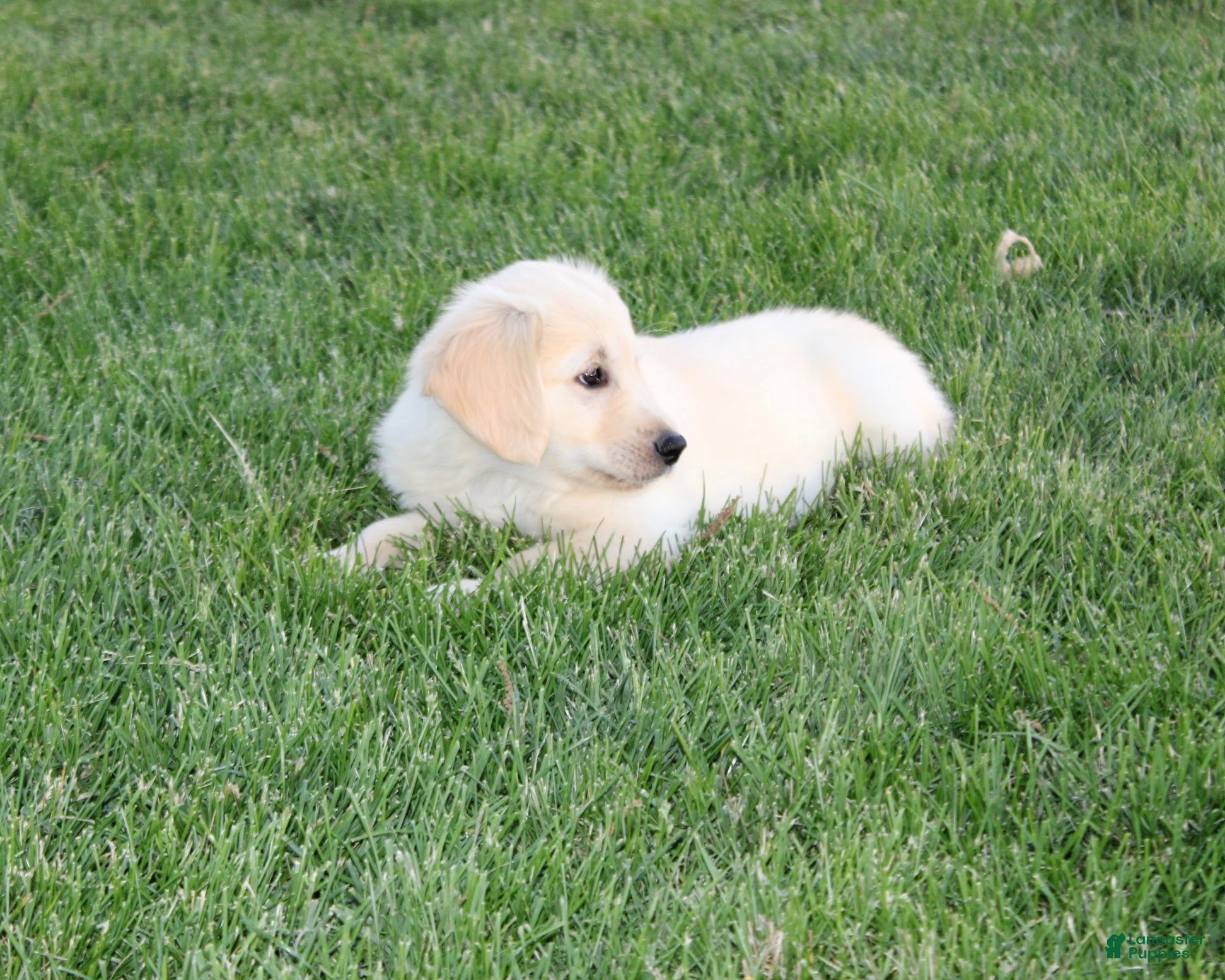 Golden Retriever dogs Theo Golden Retriever Puppy  - Ad 2