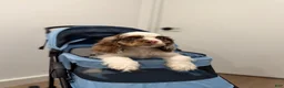 English Cocker Spaniel dogs for sale: English Cocker Spaniel 1 - Ad 4