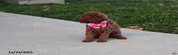 Toy Poodle dogs for sale: Pearl - Ad 2