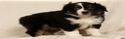Miniature Australian Shepherd dogs for sale: Toby - Ad 5