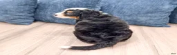 Mini Bernedoodle dogs for sale: Bruno - Ad 5