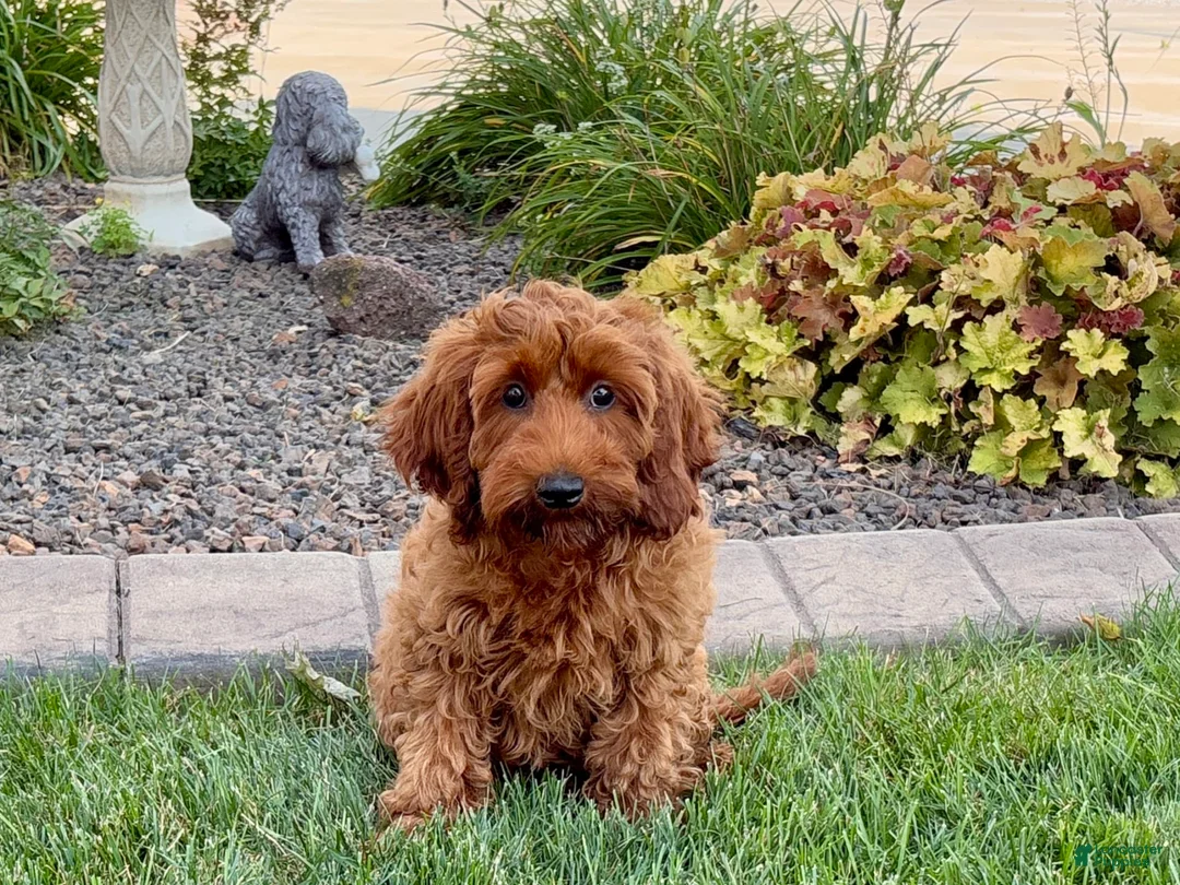 Cockapoo dogs for sale: Shellie - Ad 3
