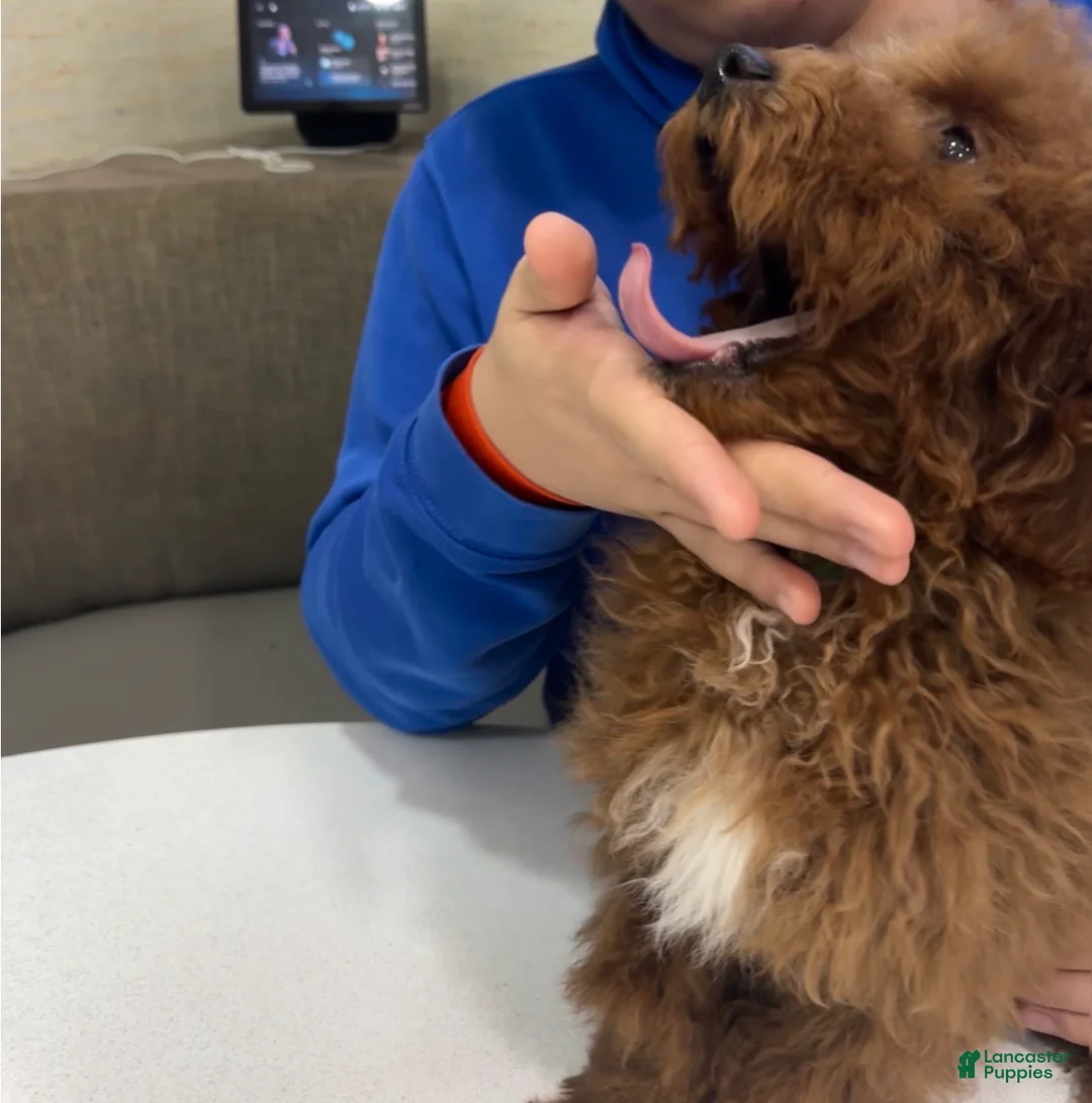 Toy Poodle dogs for sale: Rusty  - Ad 1