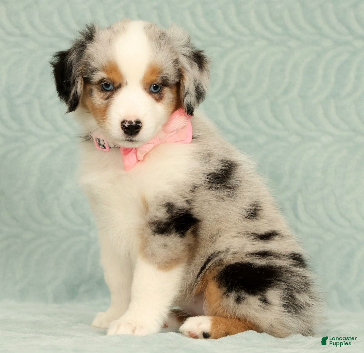 Miniature Australian Shepherd dogs Missy - Ad 1