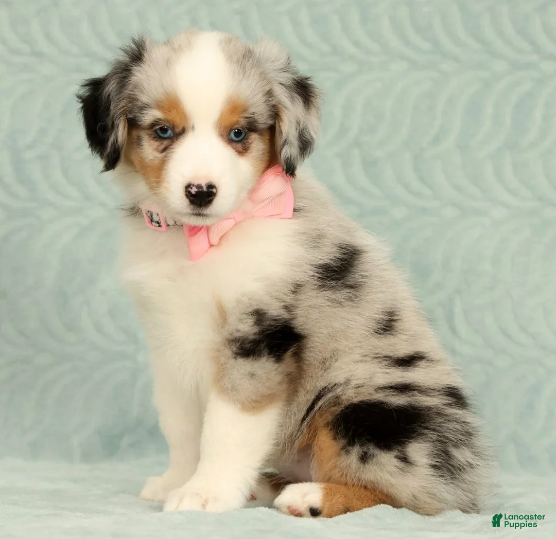 Miniature Australian Shepherd dogs for sale: Missy - Ad 1