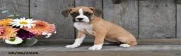 Boxer dogs for sale: Ellie - Ad 5