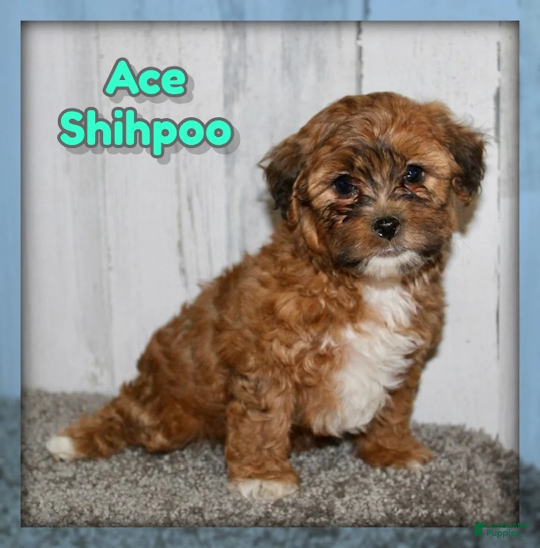 Shihpoo dogs for sale: Ace - Ad 1