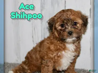 Shihpoo dogs for sale: Ace - Ad 1