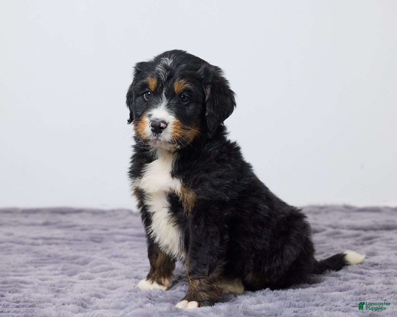Bernedoodle dogs Karl - Ad 1