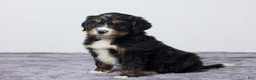 Bernedoodle dogs for sale: Karl - Ad 1