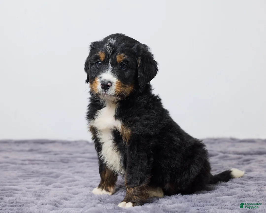Bernedoodle dogs for sale: Karl - Ad 1