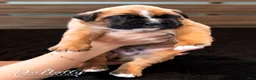 Boxer dogs for sale: Boxer Puppy 2 - Ad 3