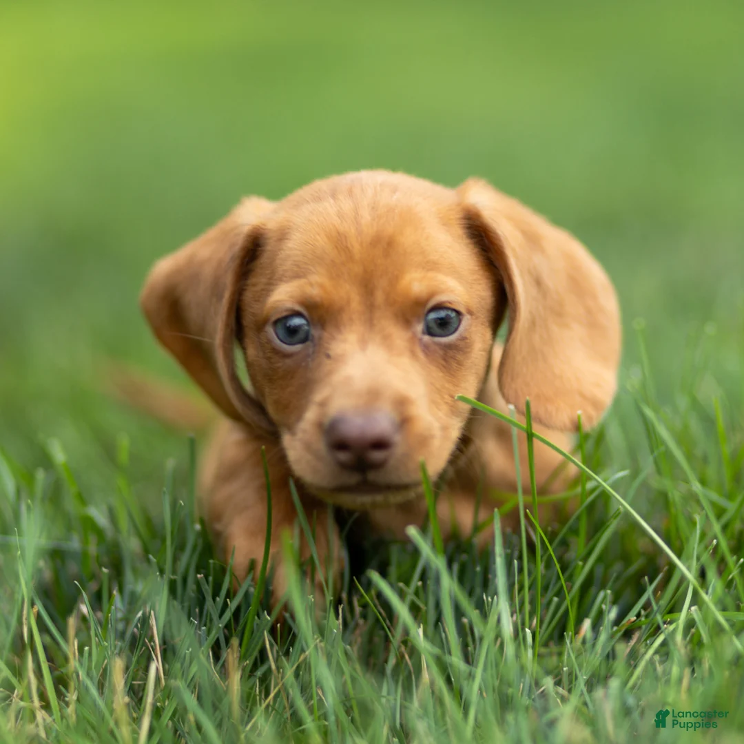 Miniature Dachshund dogs for sale: Mylan Miniature Dachshund  - Ad 2