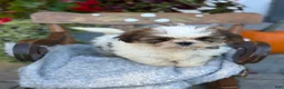 Shih Tzu dogs for sale: Shyla - Ad 8