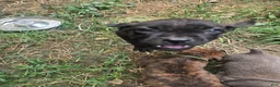 Cane Corso dogs for sale: Cane Corso 11 - Ad 6
