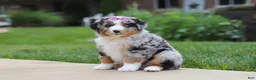 Miniature Australian Shepherd dogs for sale: Mable - Ad 5