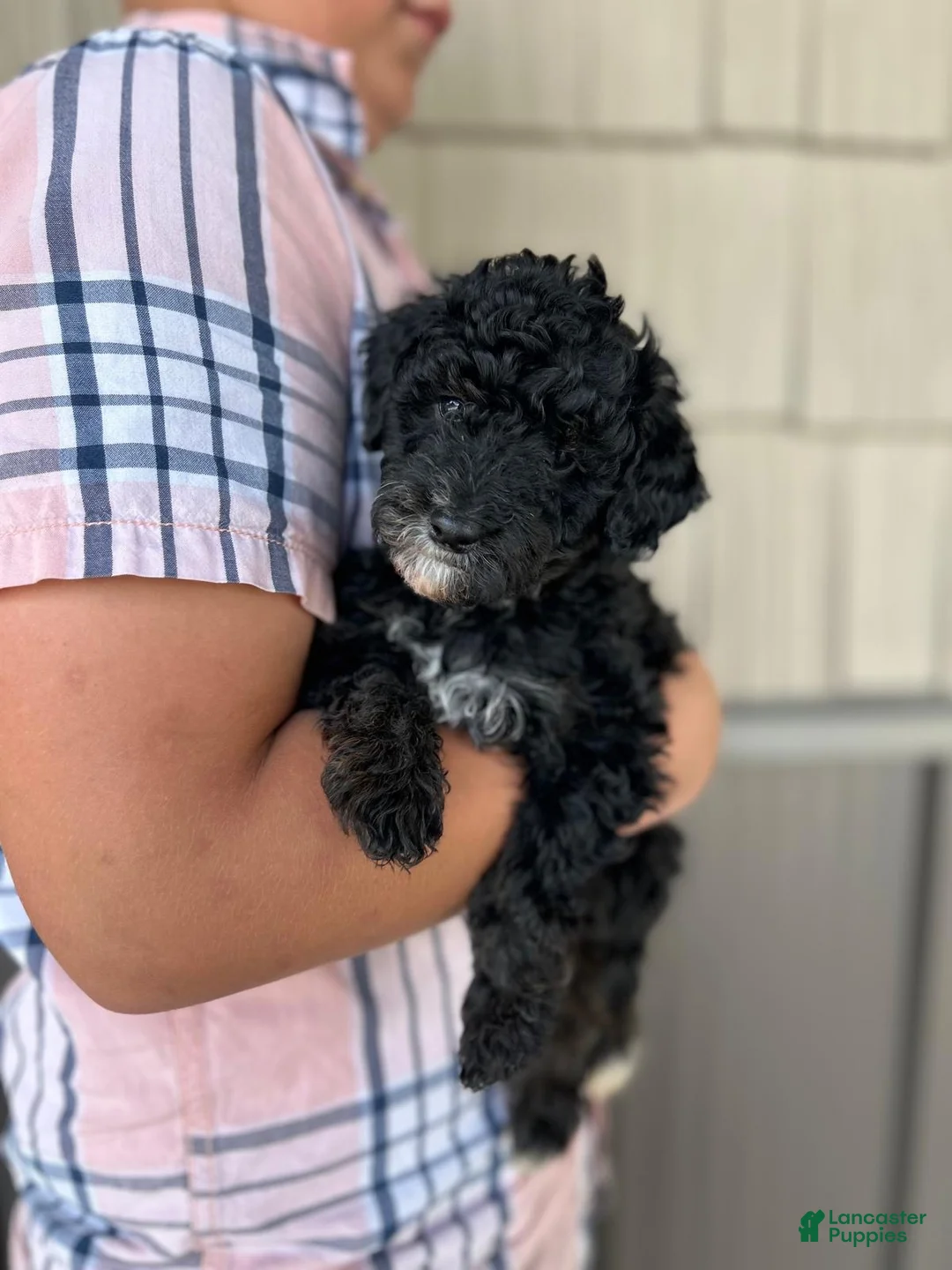 Miniature Poodle dogs for sale: Nadia  - Ad 1