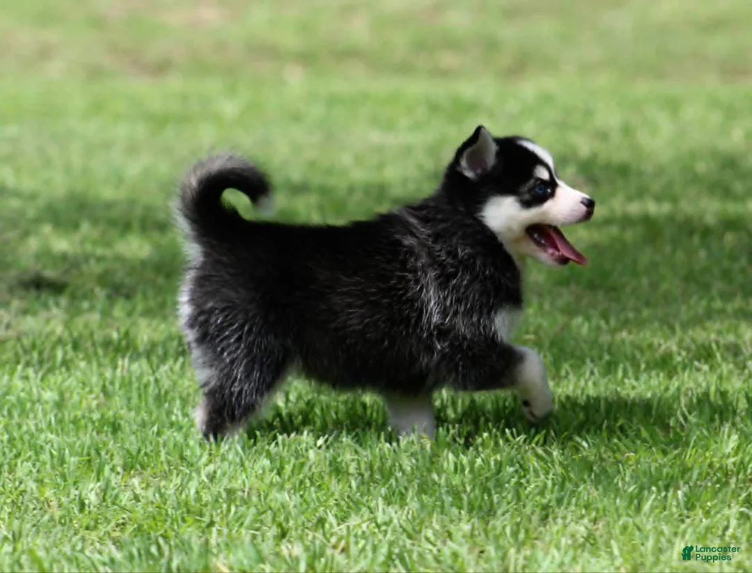 Pomsky dogs for sale: Iris - Ad 2