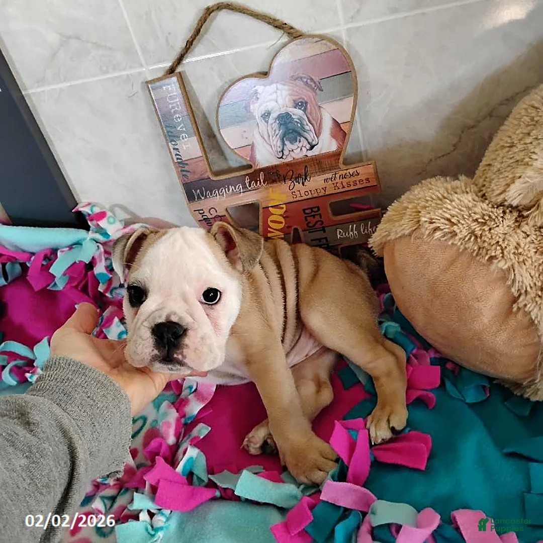English Bulldog dogs for sale: Reba Mae - Ad 7