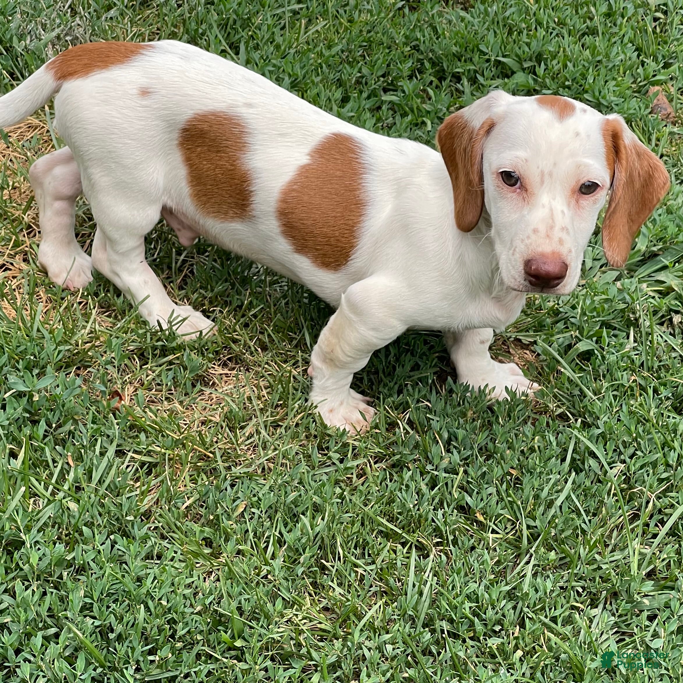 Dachshund dogs Palmer - Ad 39