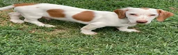 Dachshund dogs for sale: Palmer - Ad 1