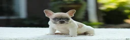 French Bulldog dogs for sale: Jade - Ad 10