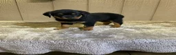 Rottweiler dogs for sale: Rottweiler 4 - Ad 6
