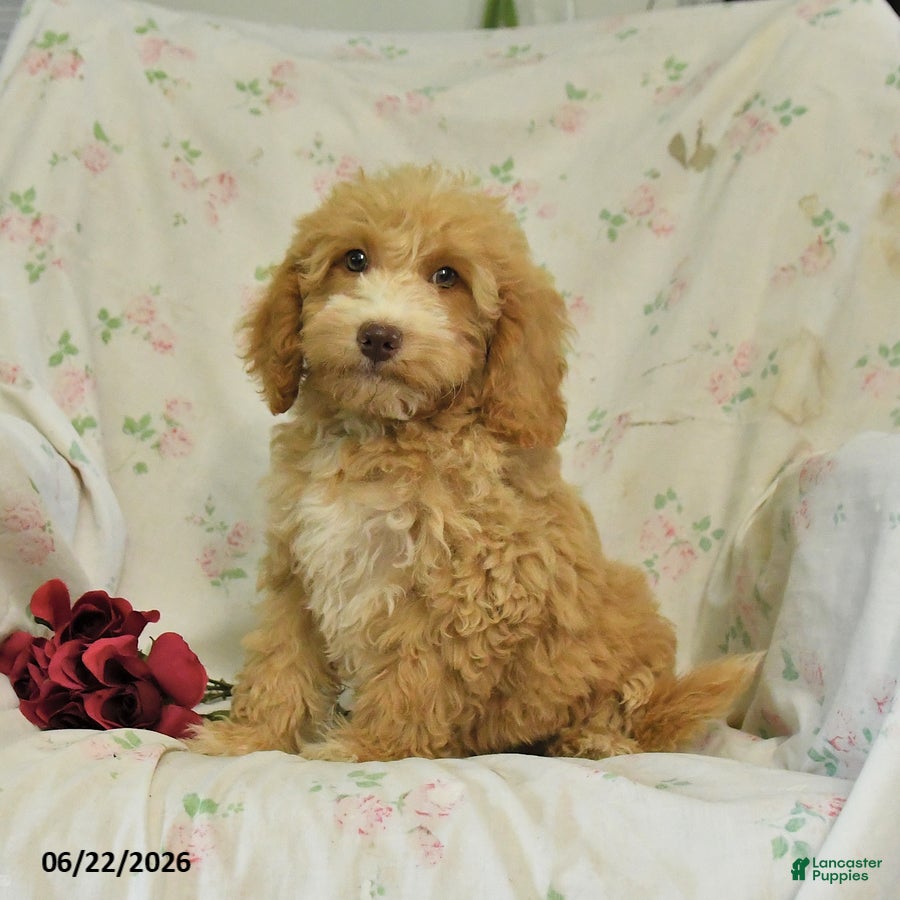 Mini Goldendoodle dogs Mabel - Ad 1