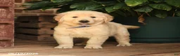 Golden Retriever dogs for sale: Celeste - Ad 2