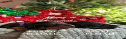 Doberman Pinscher dogs for sale: Upcoming Doberman Litter  - Ad 12