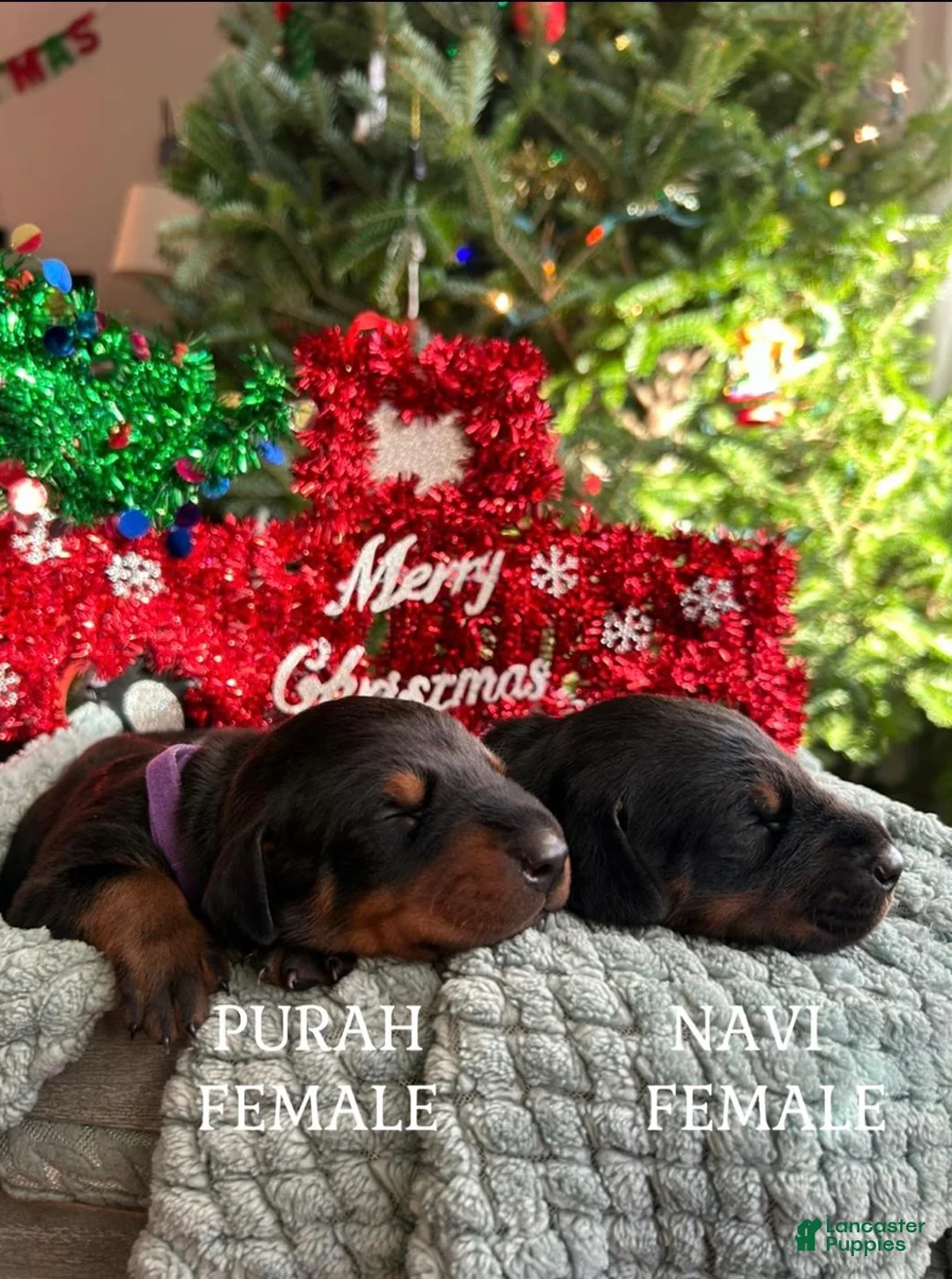 Doberman Pinscher dogs for sale: Upcoming Doberman Litter  - Ad 12