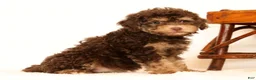Havapoo dogs for sale: Daisy - Ad 6